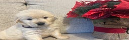 Golden Retriever dogs for sale: Golden  - Ad 4
