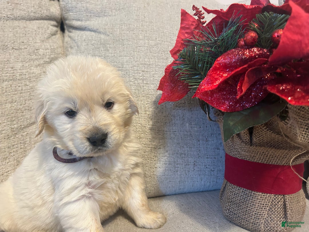 Golden Retriever dogs for sale: Golden  - Ad 4