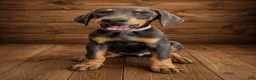 Doberman Pinscher dogs for sale: Pink collar female  - Ad 1