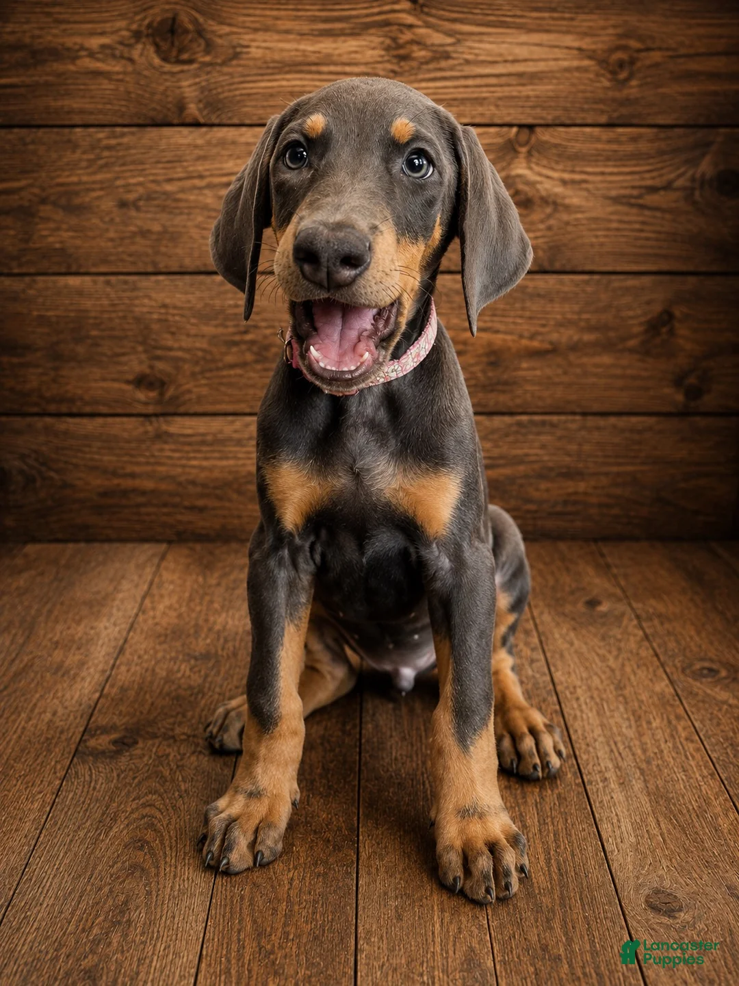 Doberman Pinscher dogs for sale: Pink collar female  - Ad 1