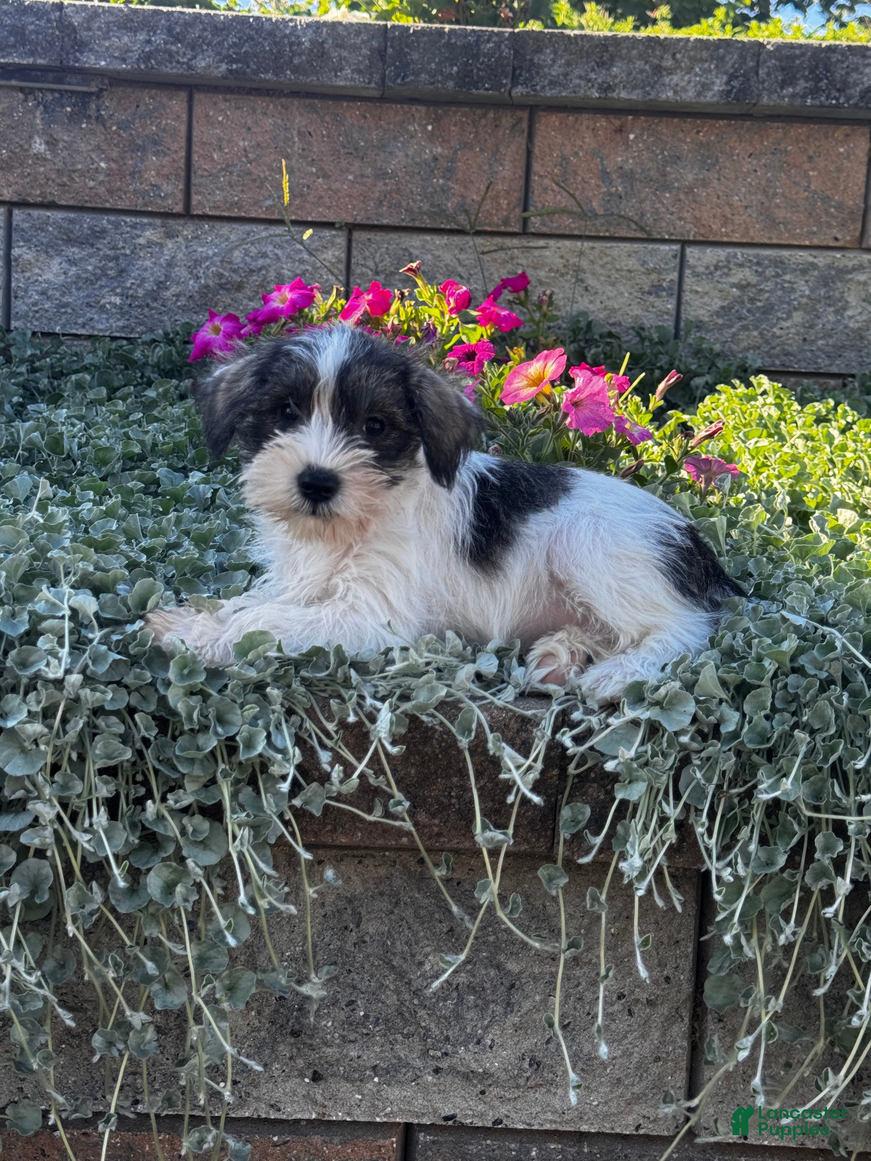 Miniature Schnauzer dogs for sale: Kara - Ad 37