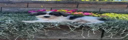 Miniature Schnauzer dogs for sale: Kara - Ad 1