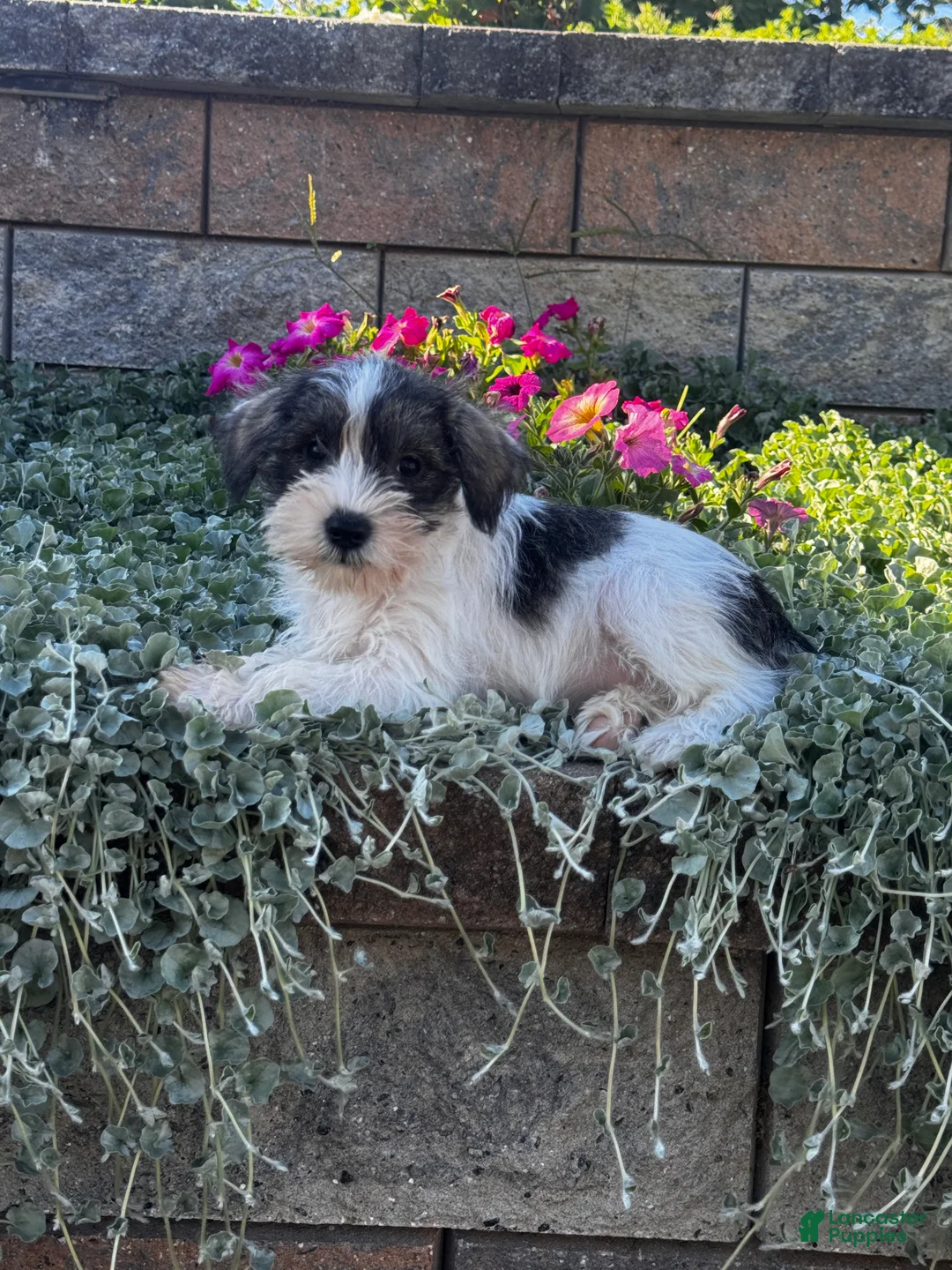 Miniature Schnauzer dogs for sale: Kara - Ad 1