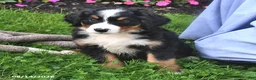 Bernese Mountain Dog dogs for sale: Cleo - Ad 4