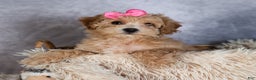 Shihpoo dogs for sale: Eleanor - Ad 1