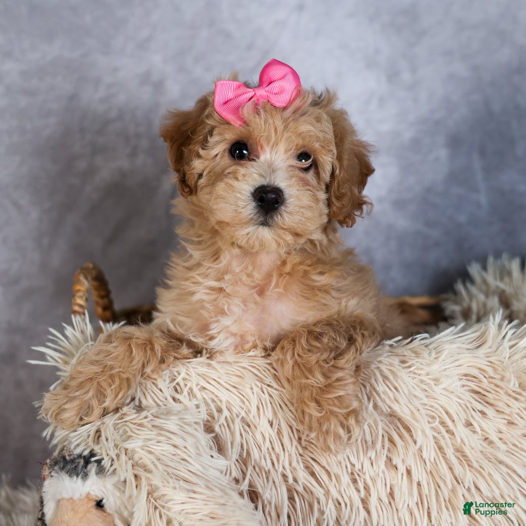 Shihpoo dogs for sale: Eleanor - Ad 1