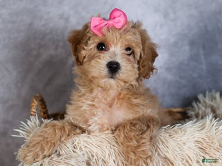Shihpoo dogs Eleanor - Ad 15