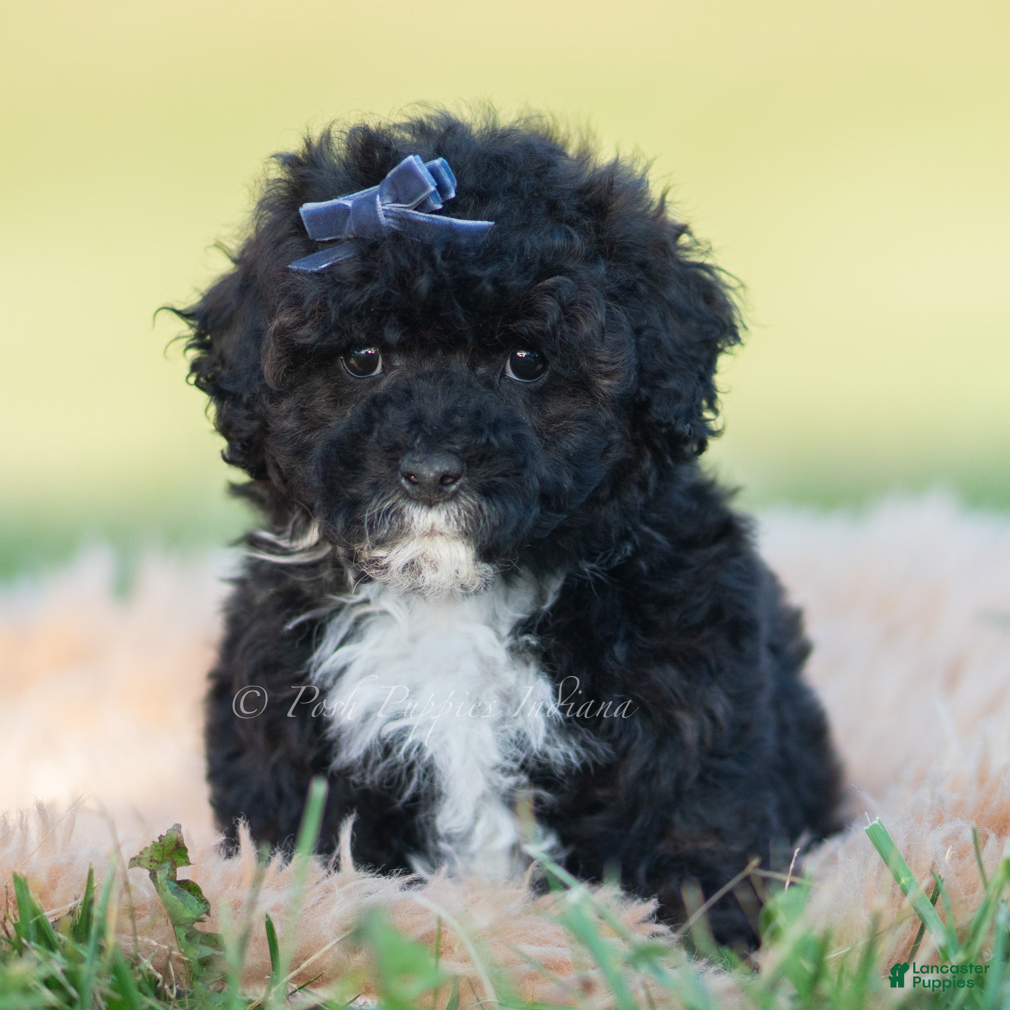 Toy Poodle dogs Disco - Ad 12