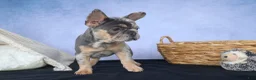 French Bulldog dogs for sale: Ike 💙 - Ad 18