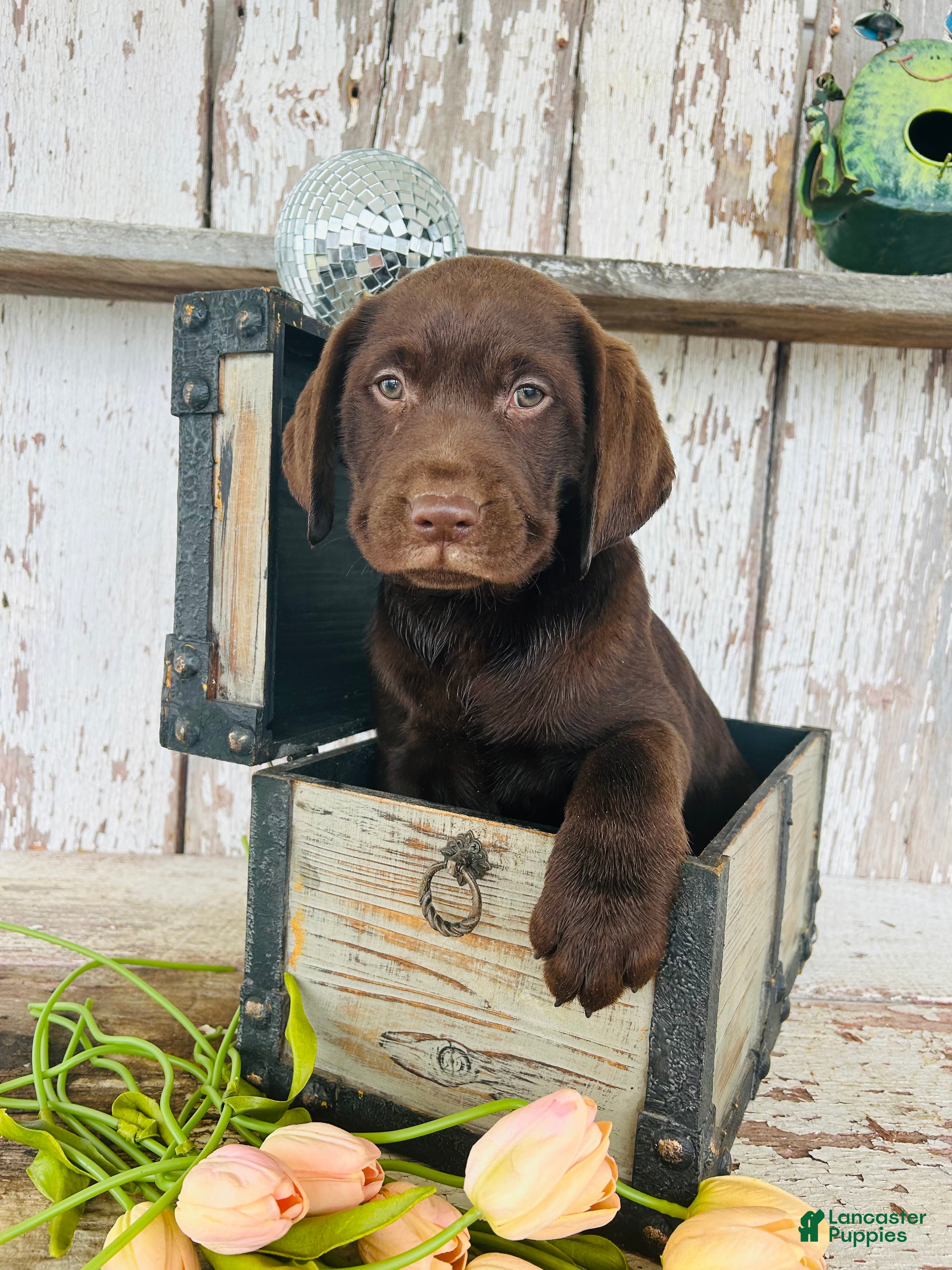 Labrador Retriever dogs Lucy - Ad 1