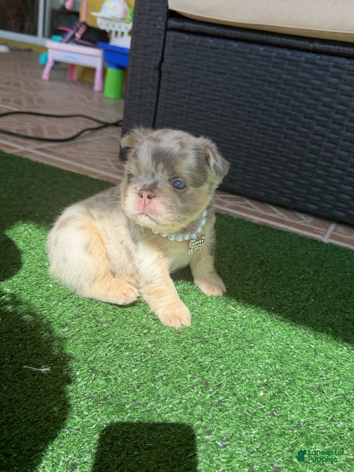 French Bulldog dogs for sale: Chanel  - Ad 1