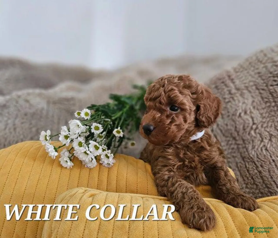 Toy Poodle dogs for sale: Toy Poodle Puppy 1 - Ad 1