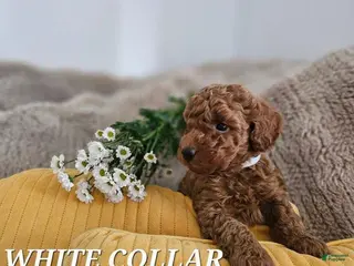 Toy Poodle dogs for sale: Toy Poodle Puppy 1 - Ad 3