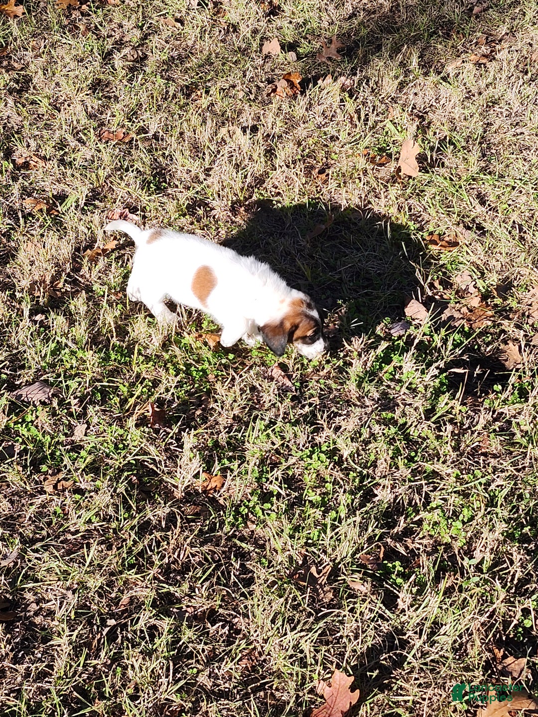 Mixed Breed dogs for sale: Mixed Breed Puppy 1 - Ad 2