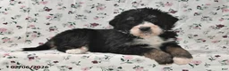 Bernedoodle dogs for sale: Bobby - Ad 5