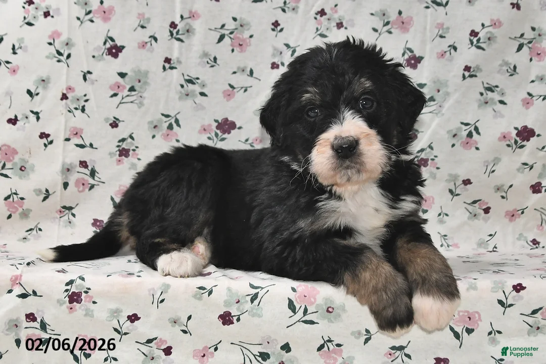 Bernedoodle dogs for sale: Bobby - Ad 5