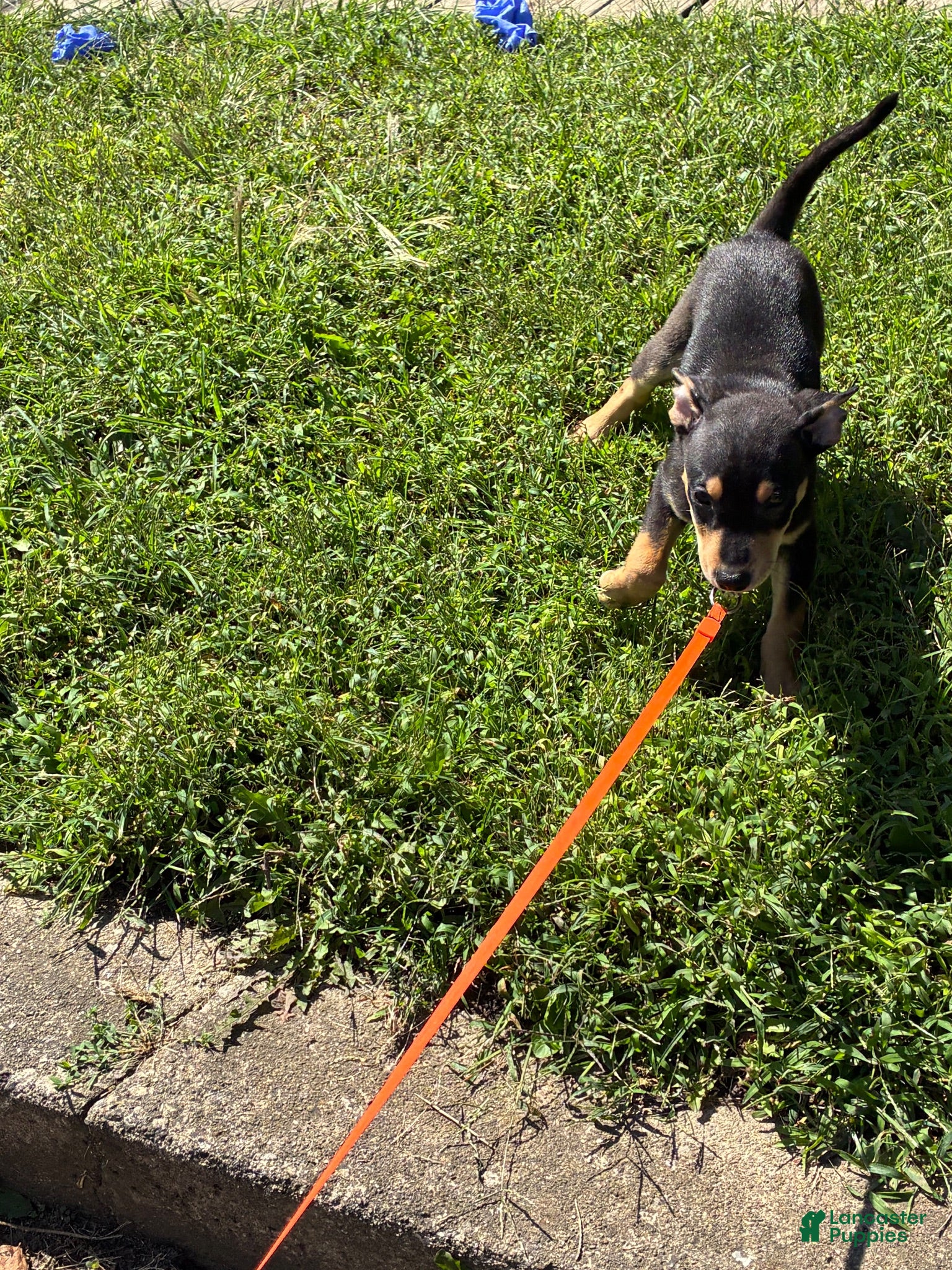 Miniature Pinscher dogs Miniature Pinscher 1 - Ad 3