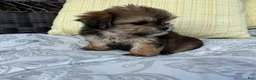 Shorkie dogs for sale: Rachel  - Ad 2