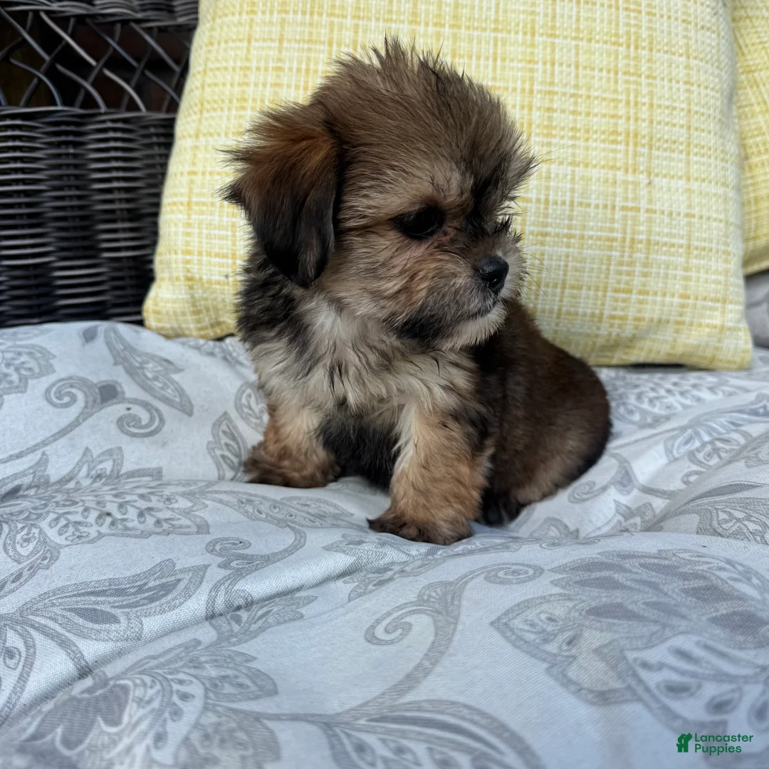 Shorkie dogs for sale: Rachel  - Ad 2