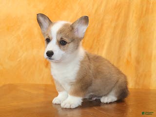 Welsh Corgi Pembroke dogs Brady - Ad 9