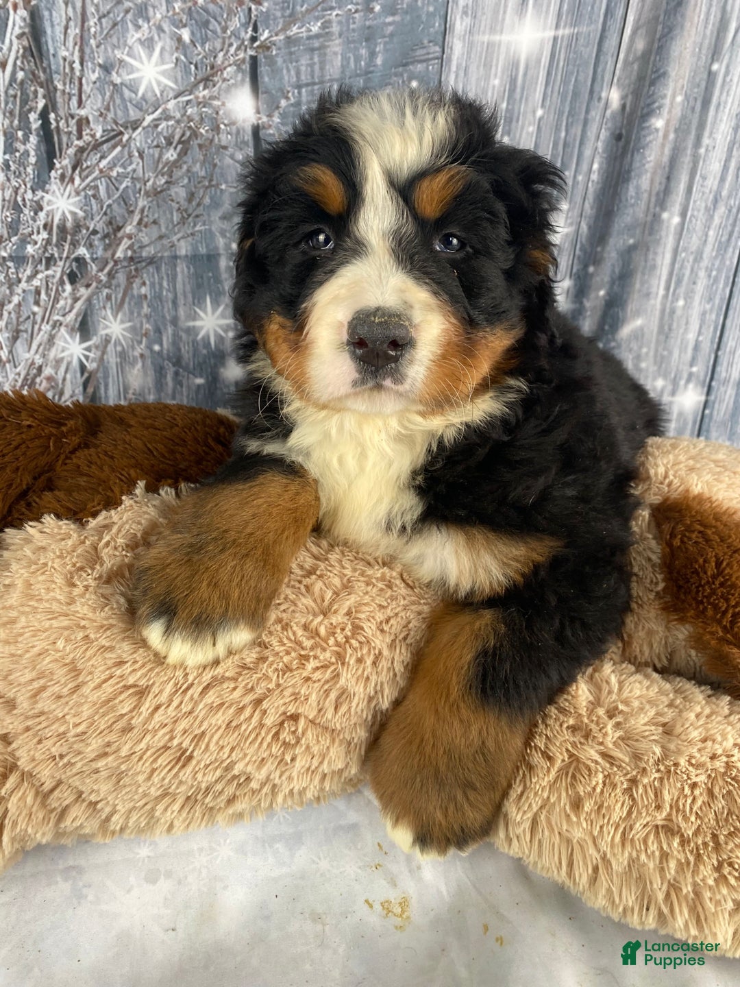 Bernese Mountain Dog dogs for sale: Trixie - Ad 9