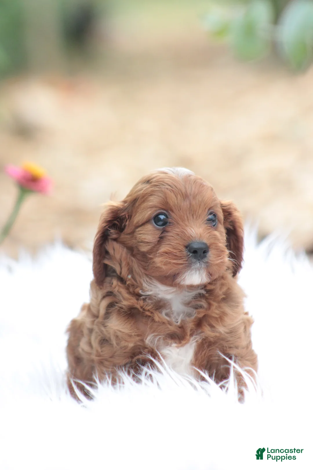 Cavapoo dogs for sale: Spunky - Ad 2