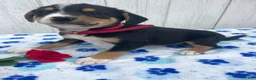 Mixed Breed dogs for sale: Baxter - Ad 2