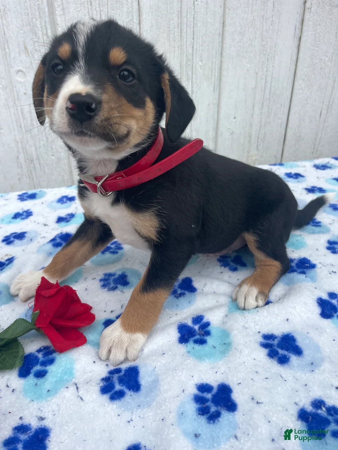 Mixed Breed dogs for sale: Baxter - Ad 2