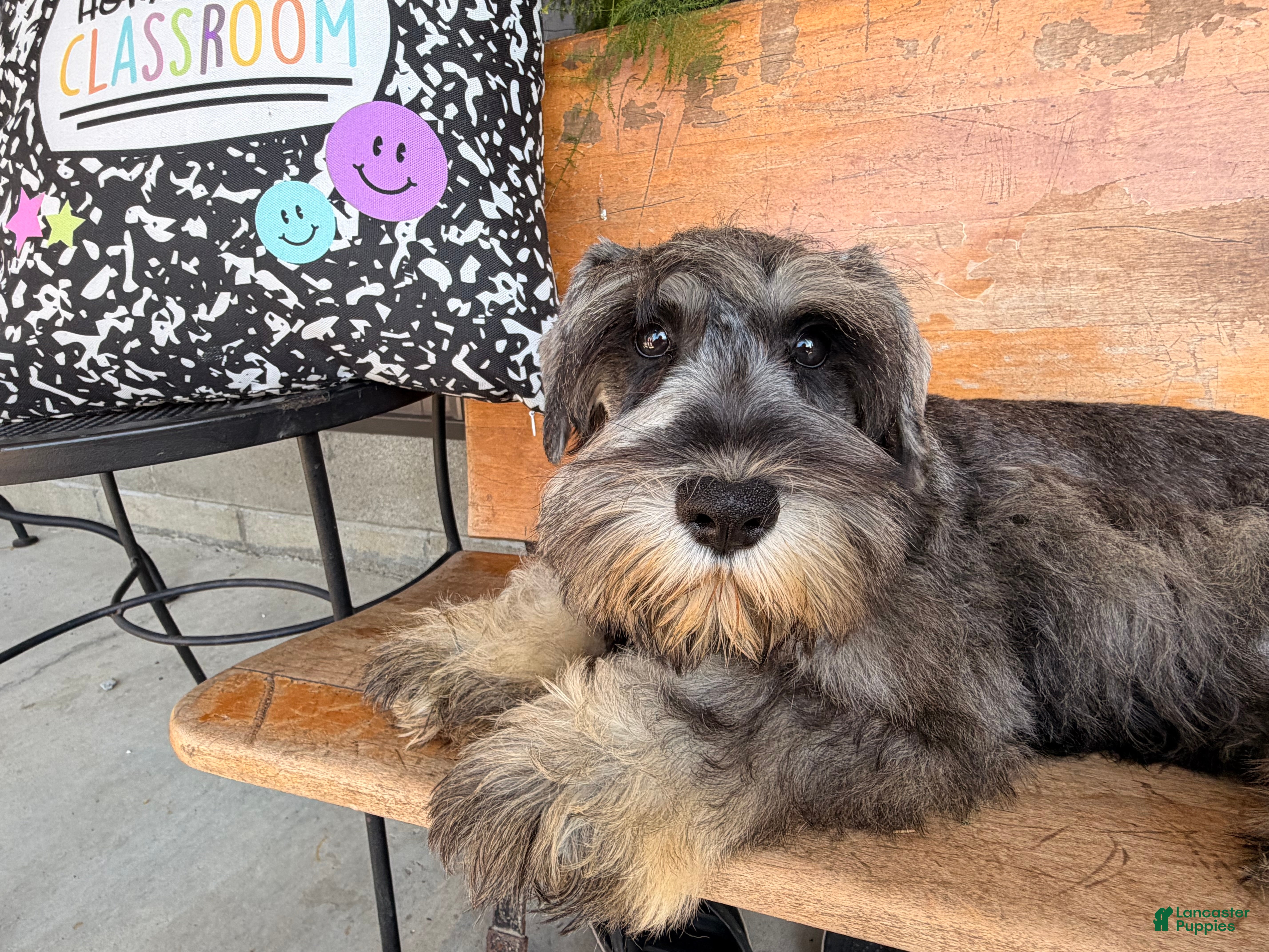 Miniature Schnauzer dogs Kenneth Miniature Schnauzer  - Ad 1