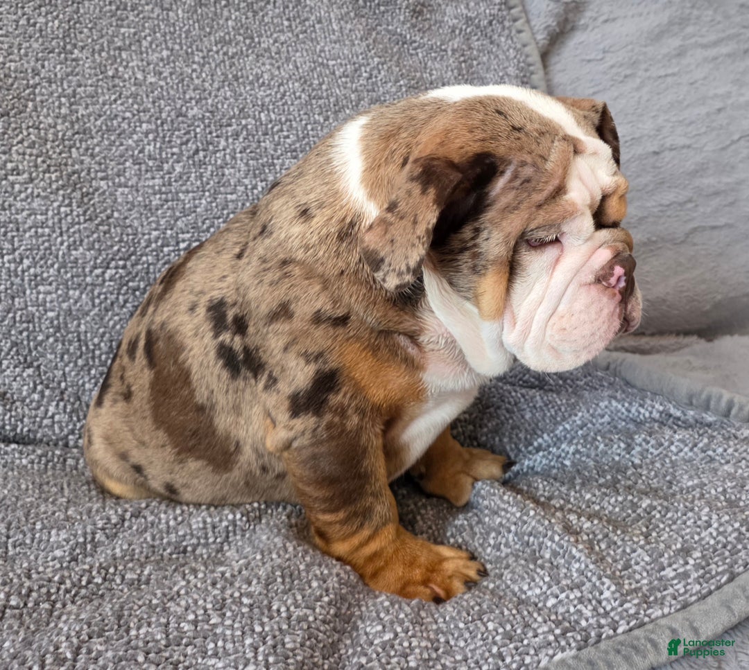 English Bulldog dogs for sale: Gatski - Ad 4