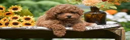 Toy Poodle dogs for sale: Ruby - Ad 3