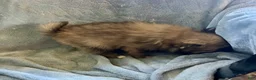 Pomeranian dogs for sale: TOBIS - Ad 5