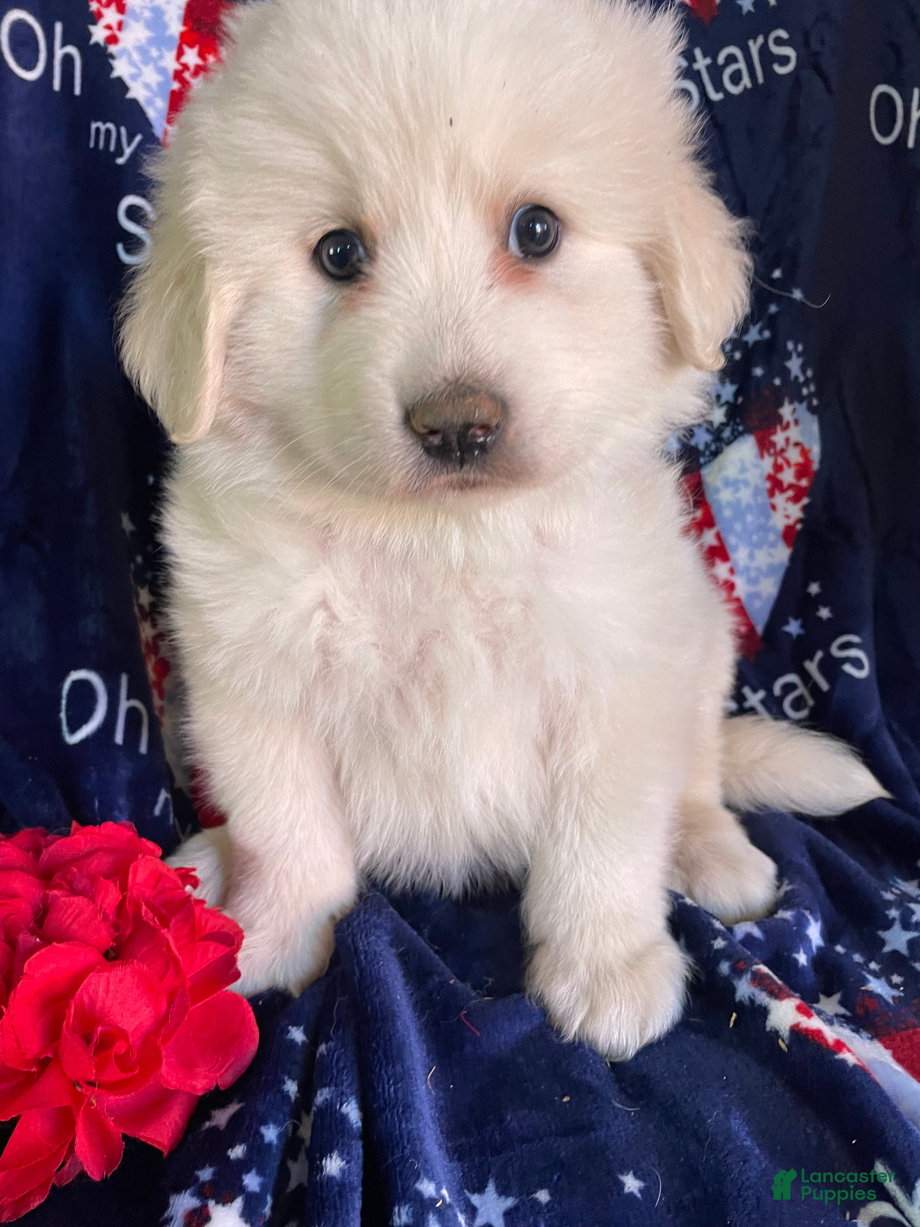 Great Pyrenees dogs Otis - Ad 9