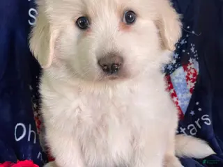 Great Pyrenees dogs Otis - Ad 9