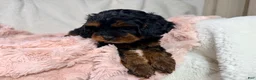 Cavapoo dogs for sale: Tootsie 🎀 - Ad 17