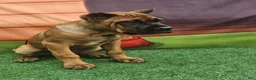 Cane Corso dogs for sale: MILO - Ad 10