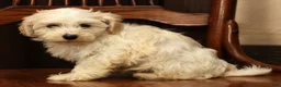 Havanese dogs for sale: Gabby - Ad 8