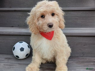 Cockapoo dogs - Ad 13