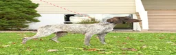 German Shorthaired Pointer dogs for sale: BJ - Ad 6