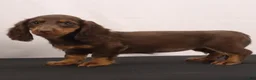 Dachshund dogs for sale: liz - Ad 4