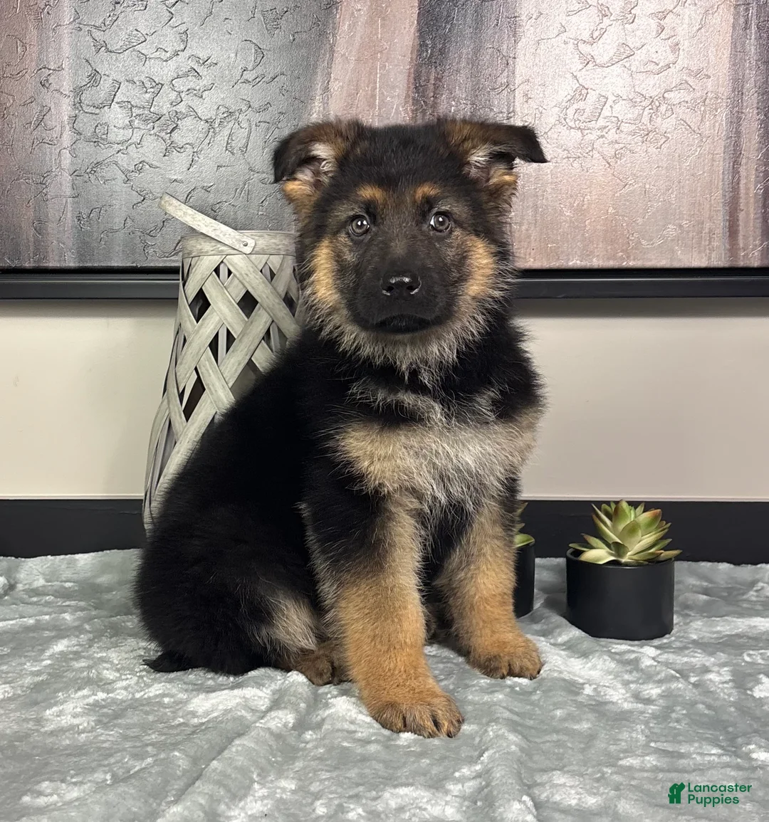 German Shepherd dogs for sale:  Boy 1: Mike - Ad 1