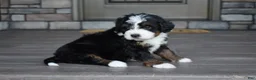 Mini Bernedoodle dogs for sale: Jewel - Ad 5