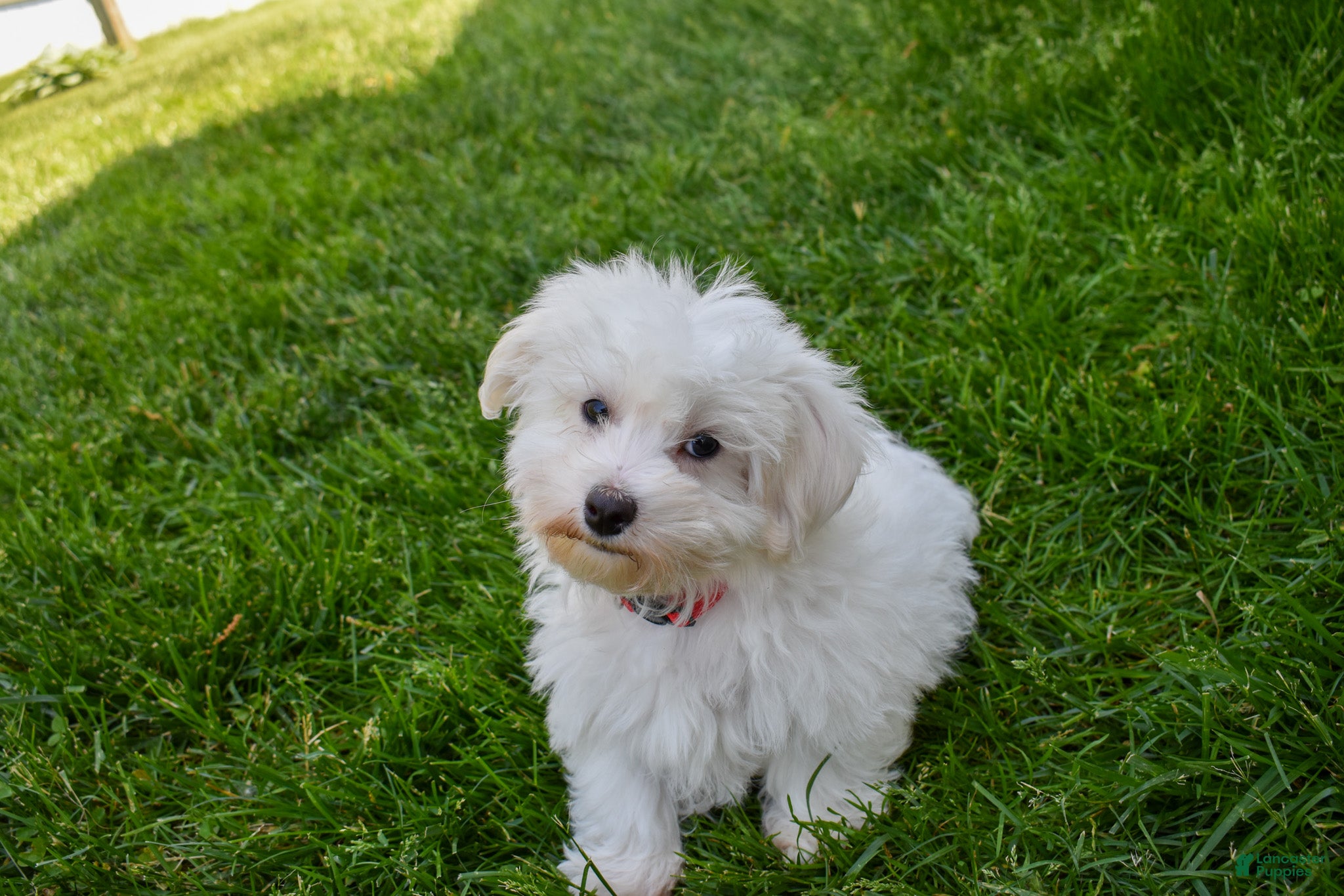 Maltese dogs  Jaden - Ad 2