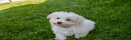 Maltese dogs for sale:  Jaden - Ad 6
