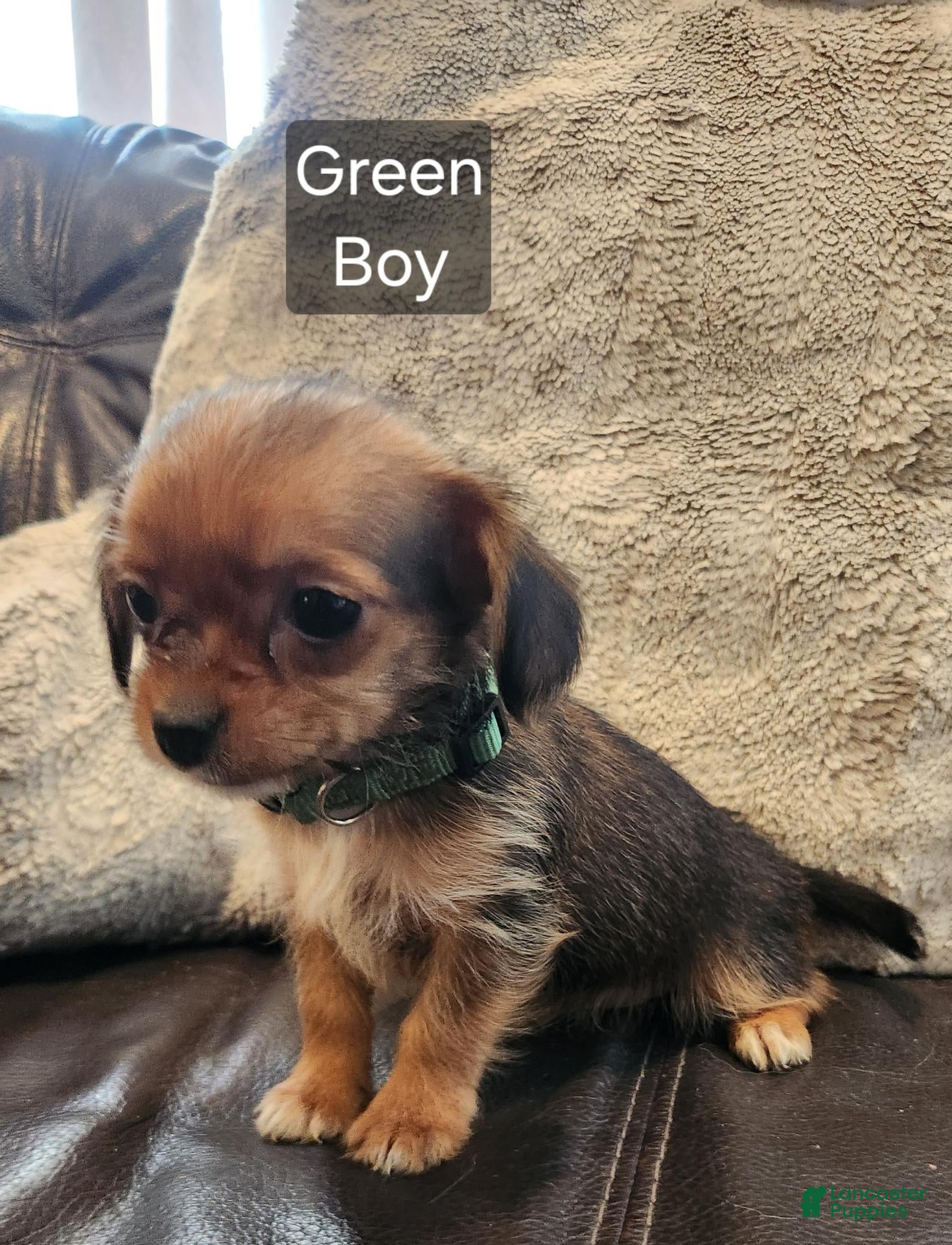 Shorkie dogs for sale: Shorkie 4 - Ad 1