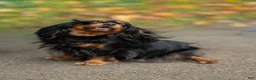 Cavalier King Charles Spaniel dogs for sale: Pearl - Ad 4