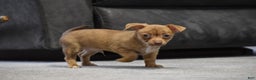 Chihuahua dogs for sale: Duke - Ad 4