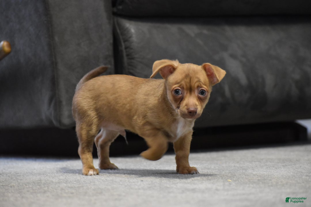 Chihuahua dogs for sale: Duke - Ad 4