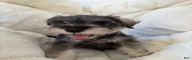 Malandrito 