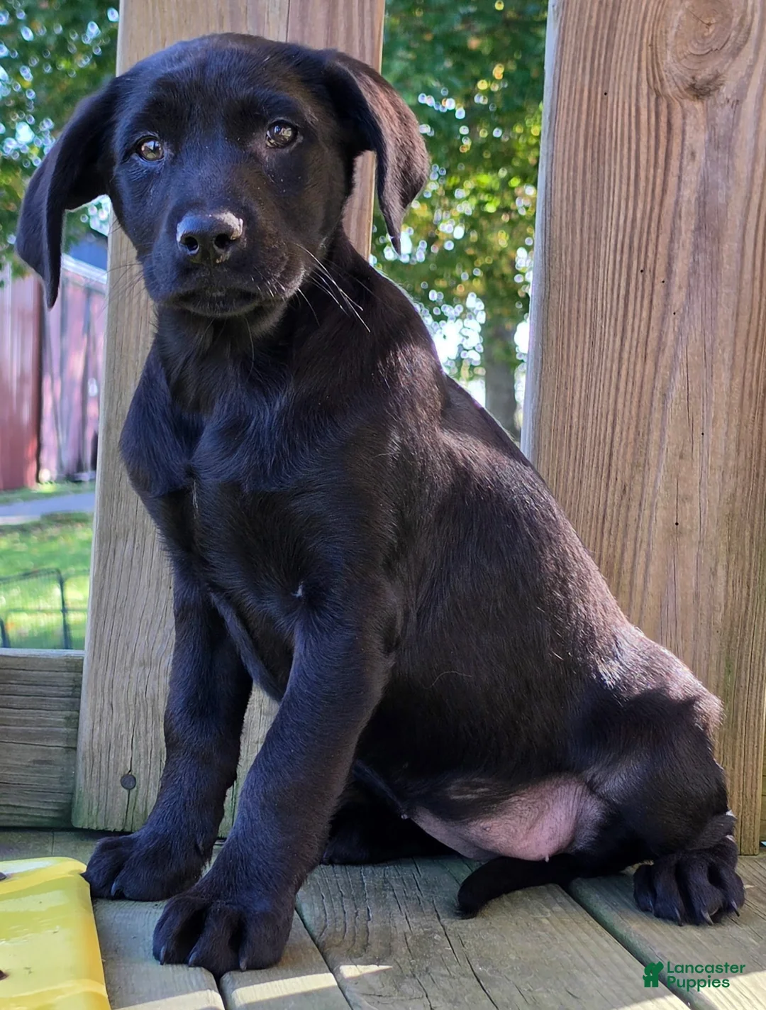 Labrador Retriever dogs for sale: Bonnie - Ad 3